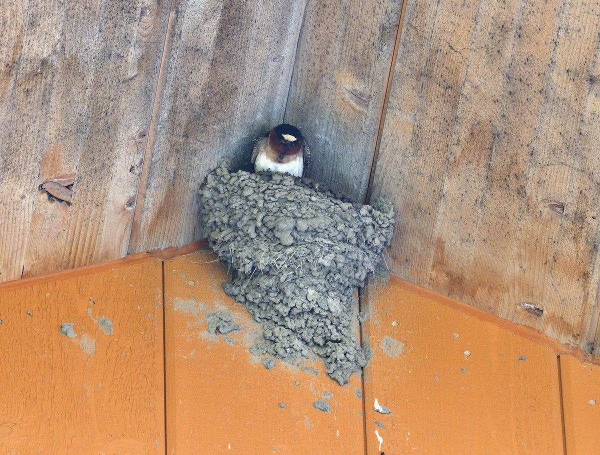 Cliff Swallow - ML620786149