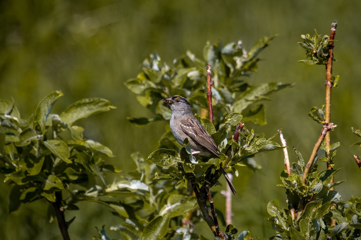 Golden-crowned Sparrow - ML620786157