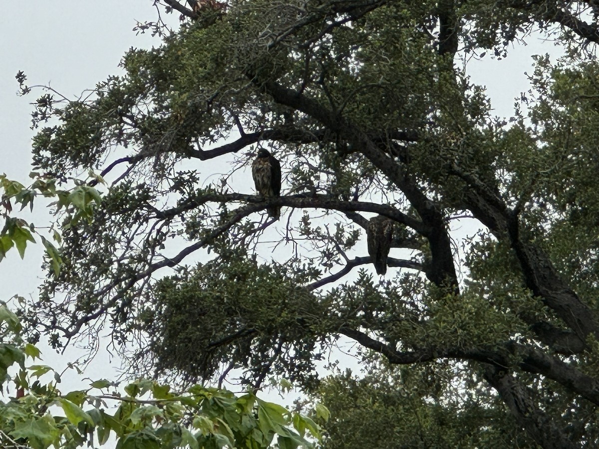 Red-tailed Hawk - Adam Scharnau