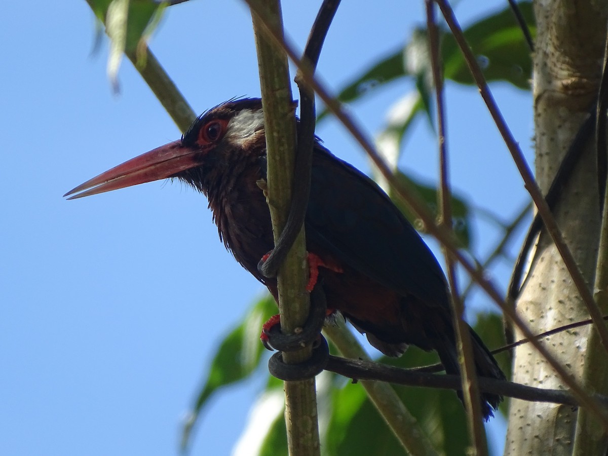 White-eared Jacamar - ML620786180