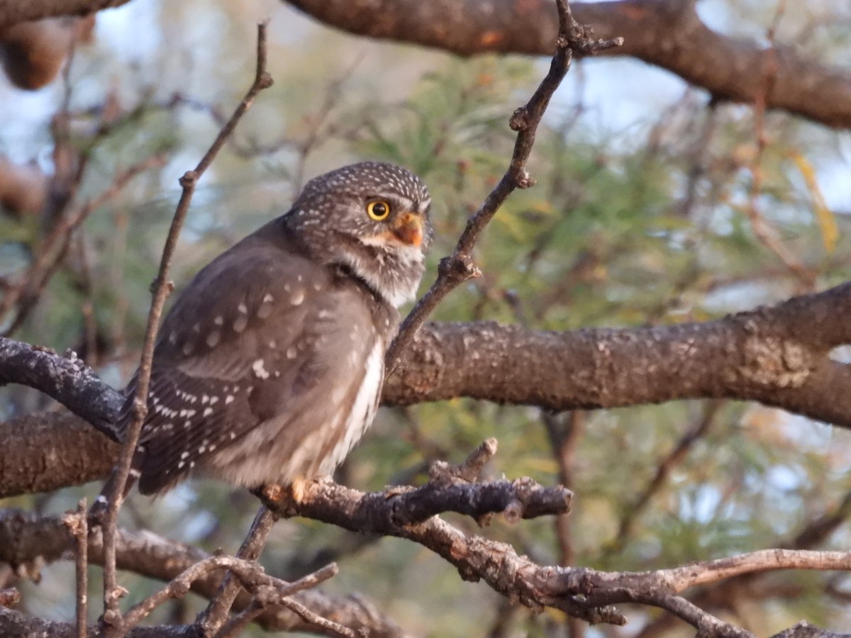 Ferruginous Pygmy-Owl - ML620786181