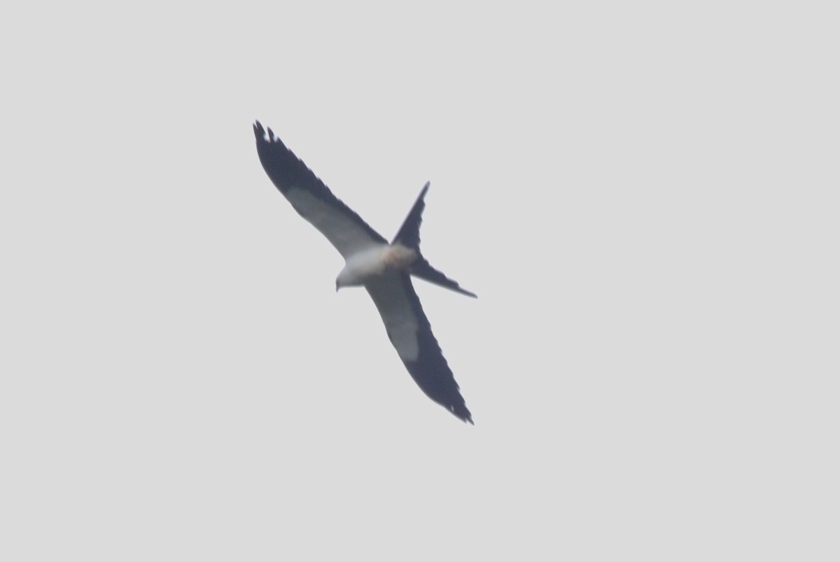 Swallow-tailed Kite - ML620786191