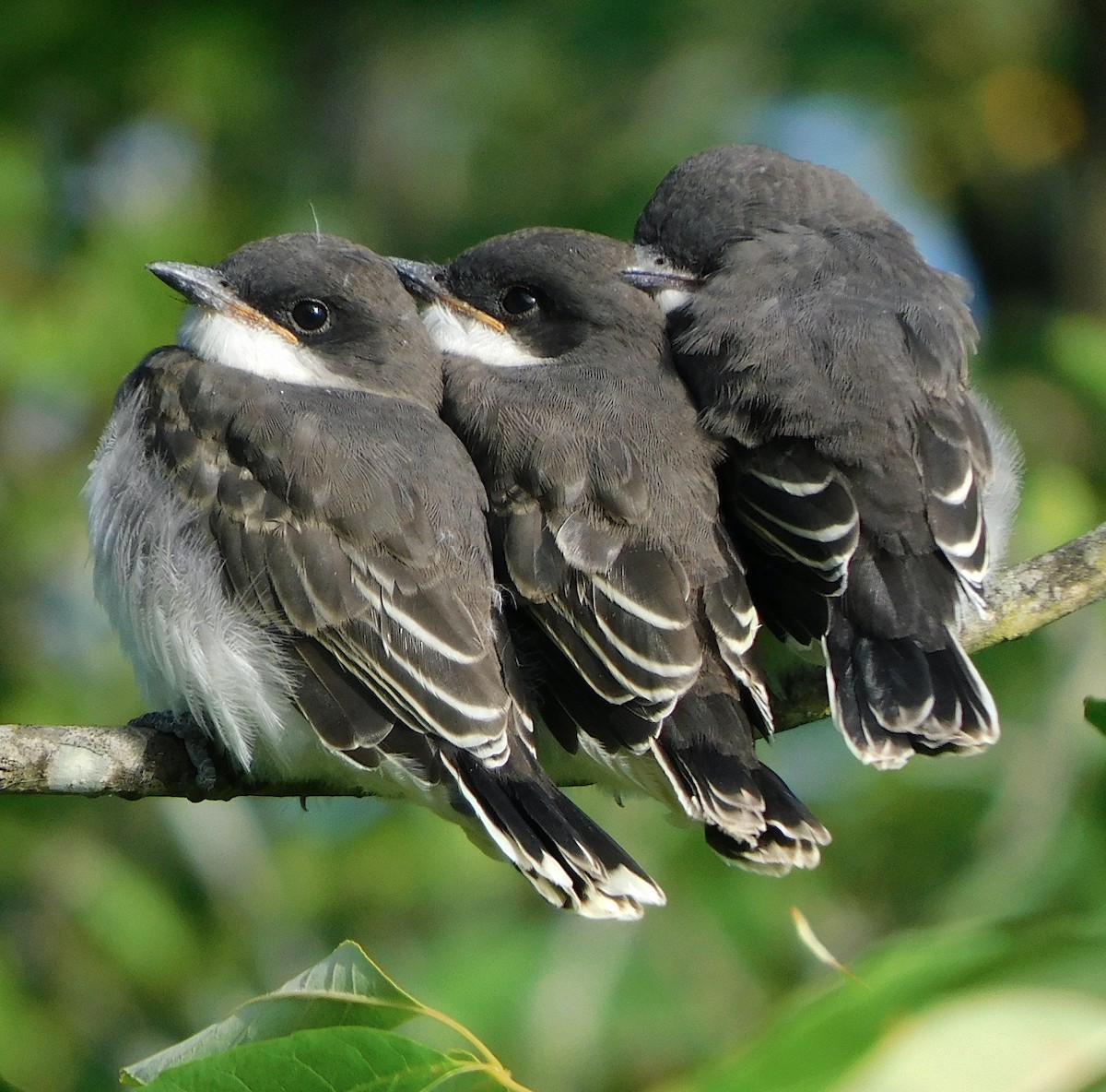 Eastern Kingbird - ML620786192