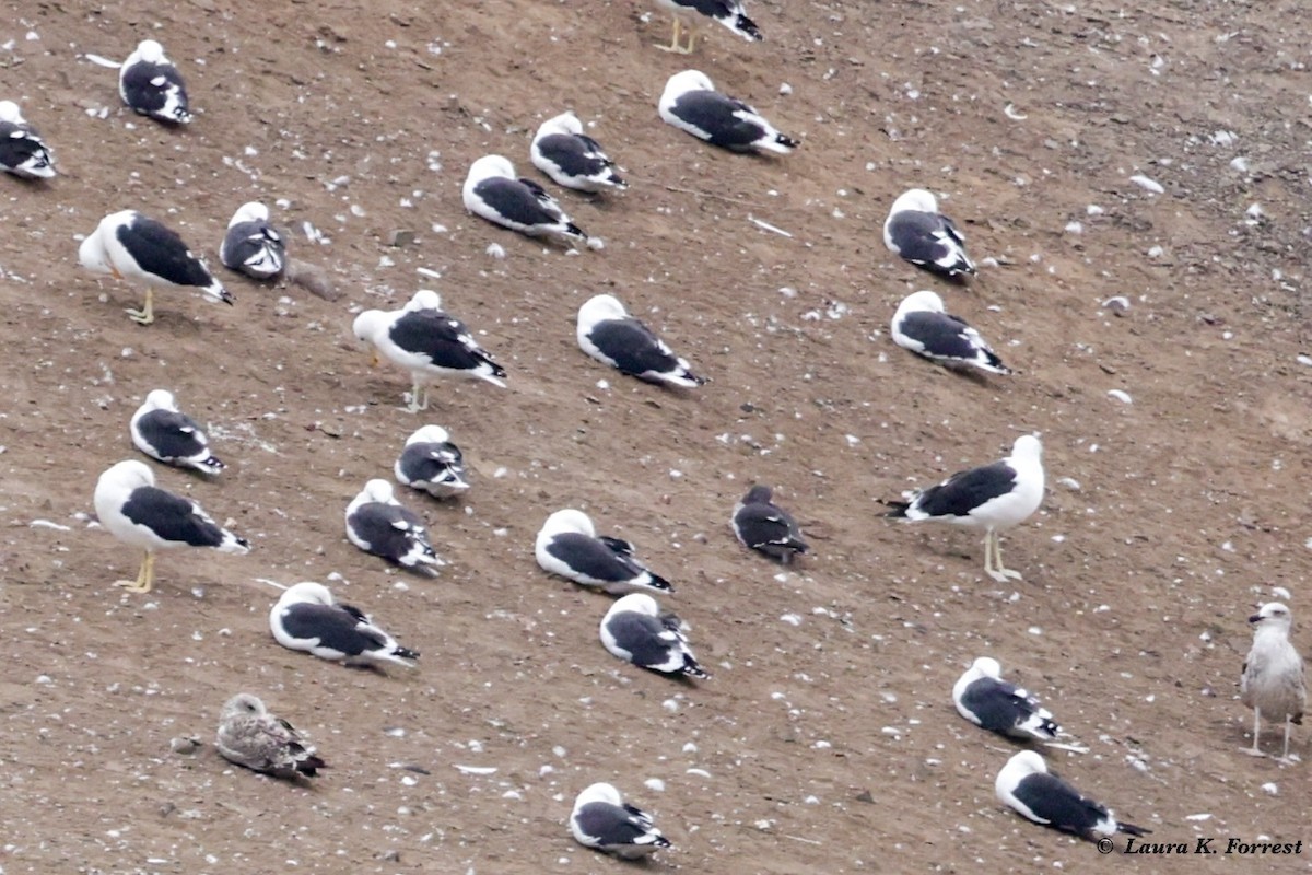 Kelp Gull - ML620786194