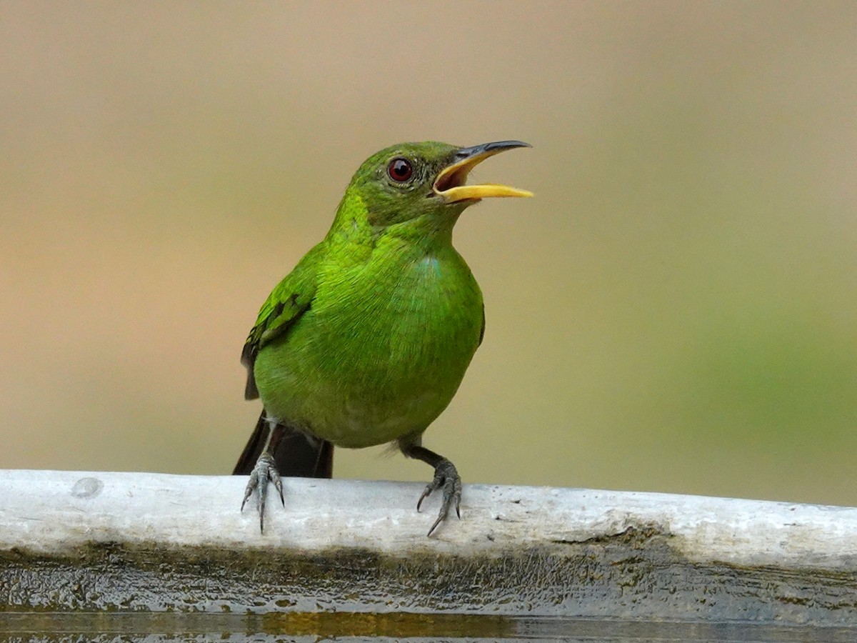 Mielerito Verde - ML620786195