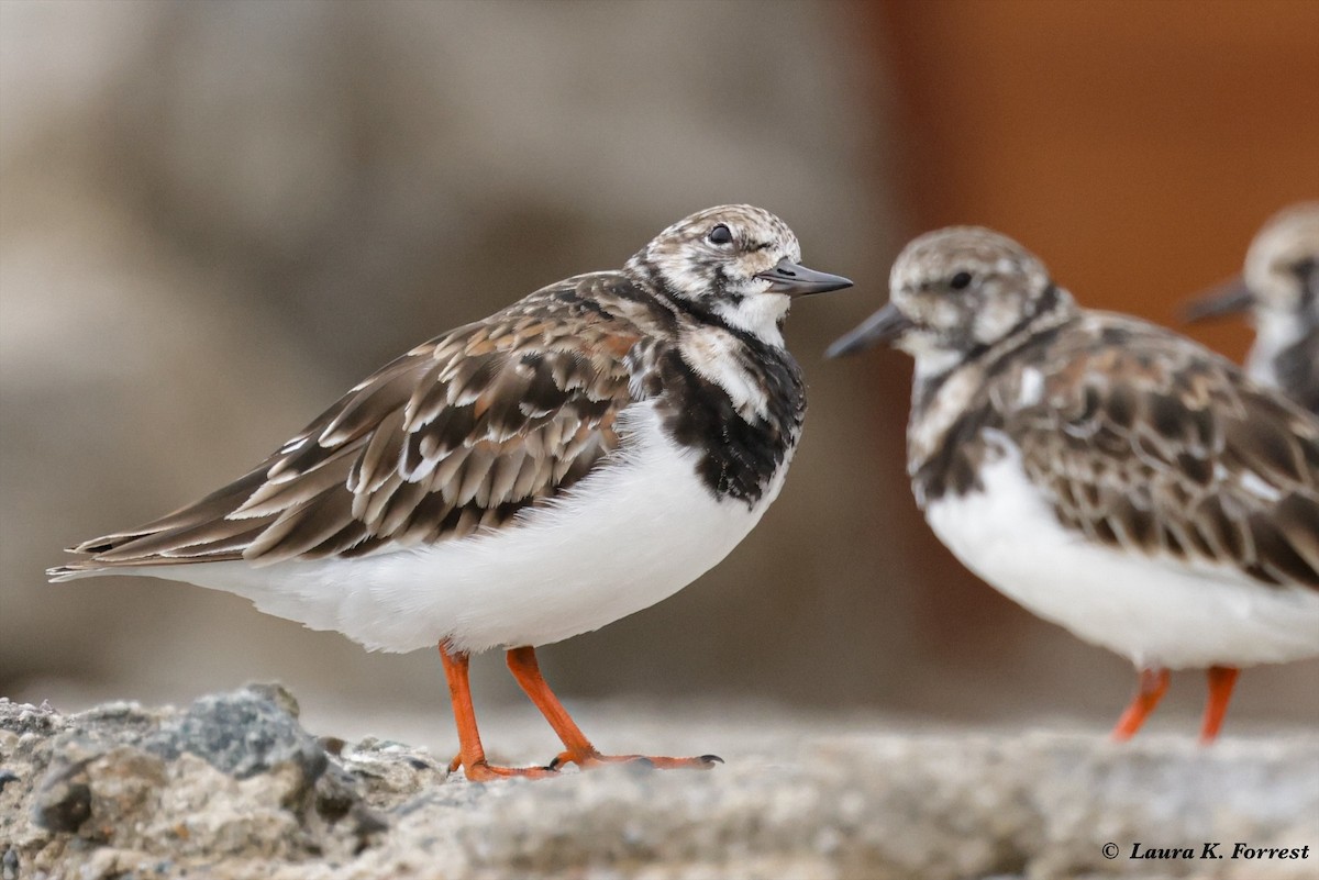 Ruddy Turnstone - ML620786198