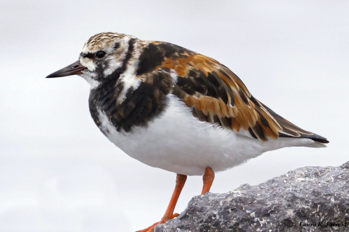 Ruddy Turnstone - ML620786199