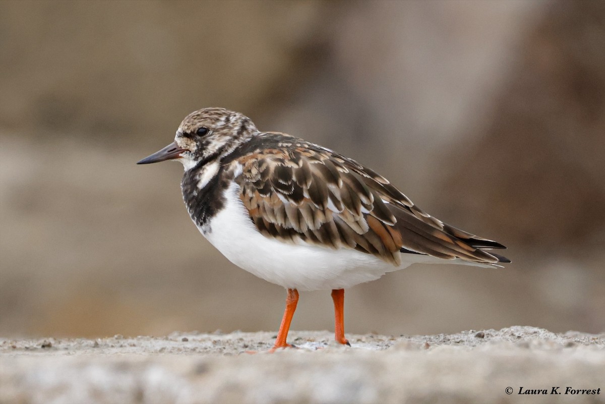 Ruddy Turnstone - Laura Forrest