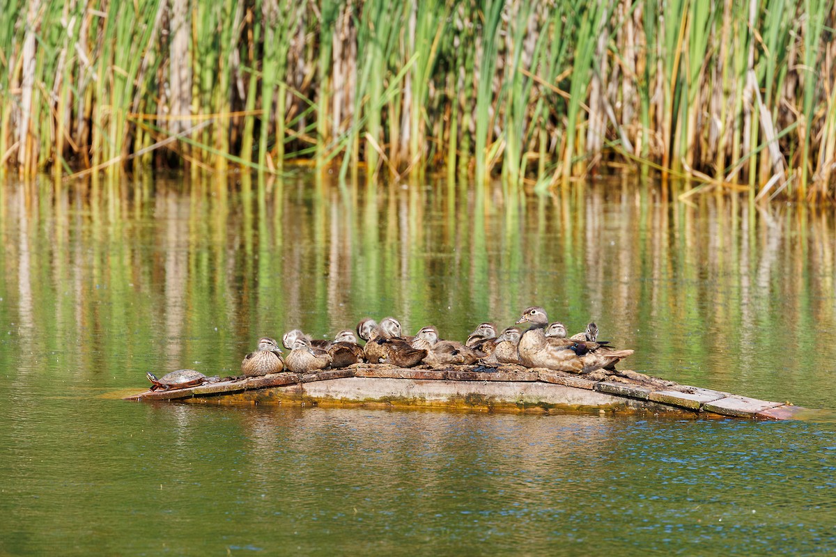 Wood Duck - ML620786203