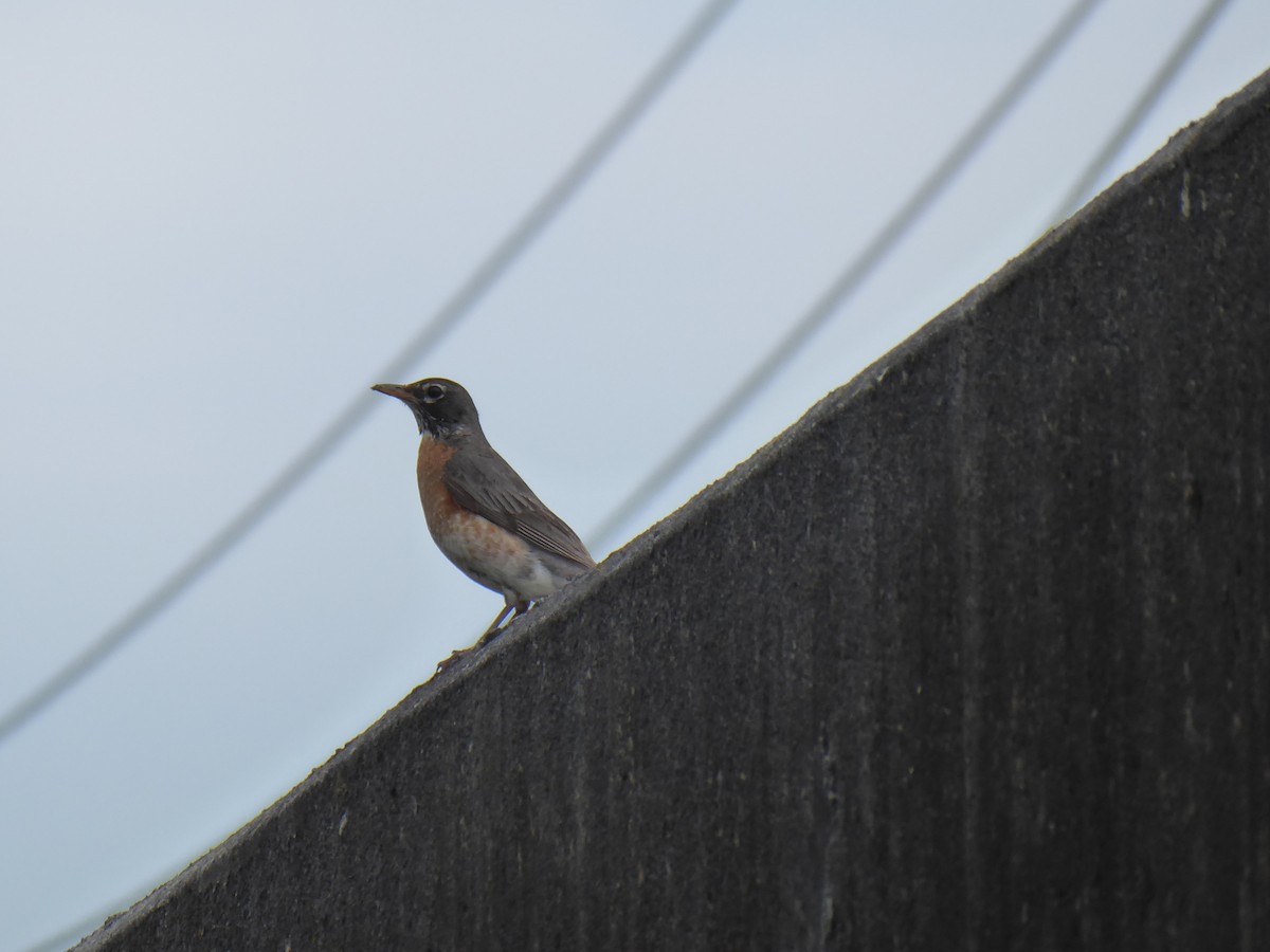 American Robin - ML620786205