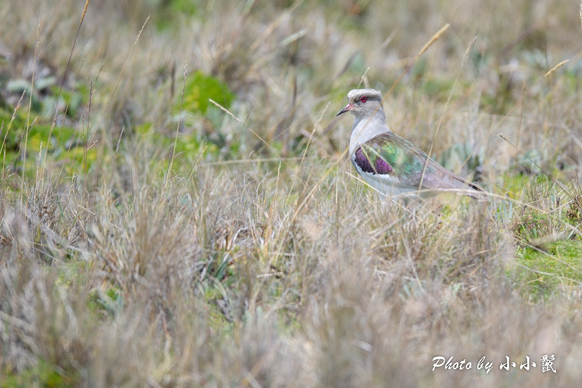 Andean Lapwing - ML620786207