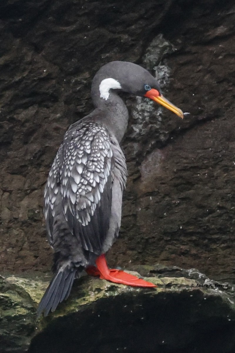 Red-legged Cormorant - ML620786208