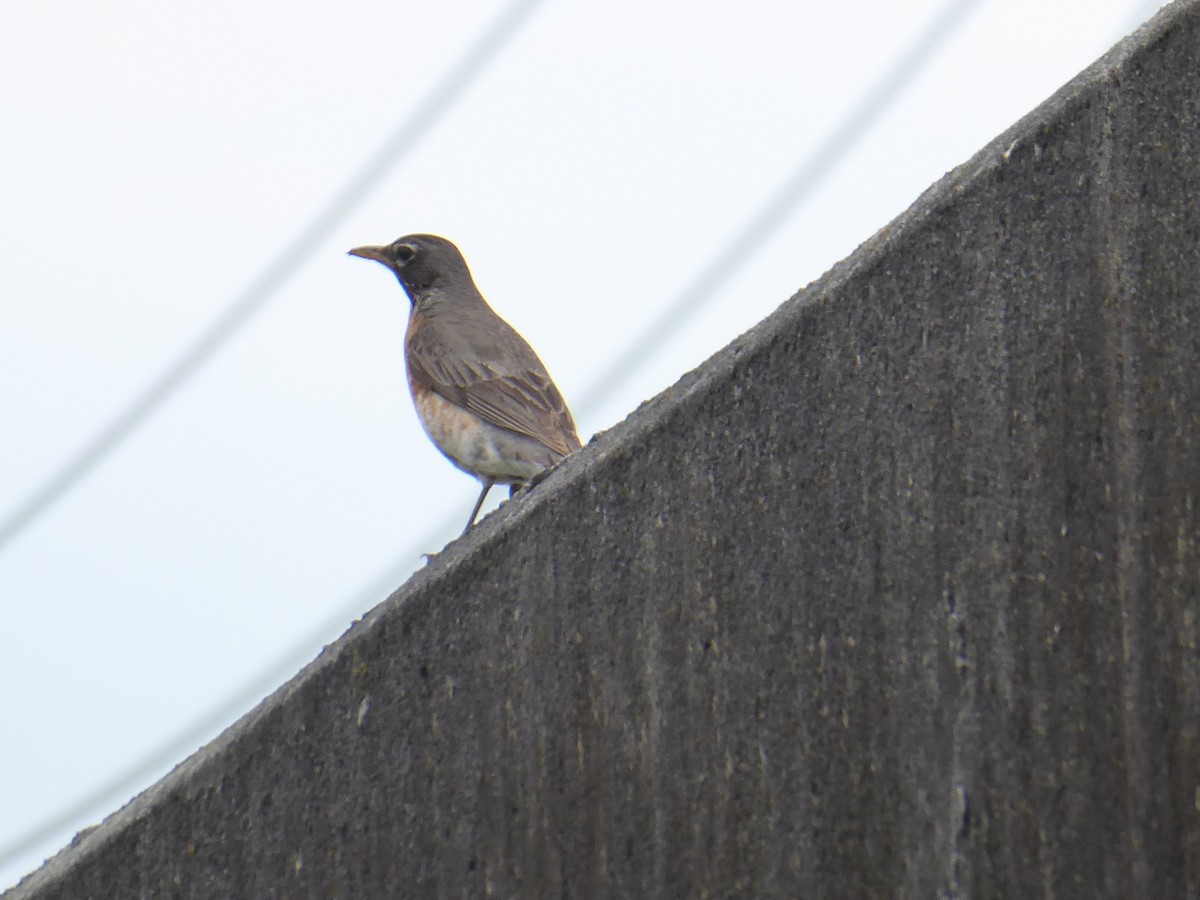 American Robin - ML620786209