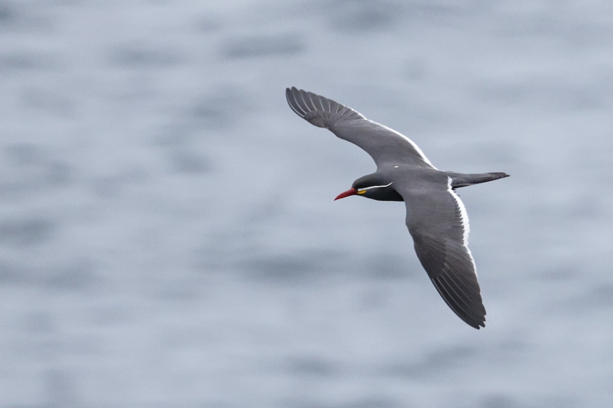 Inca Tern - ML620786215