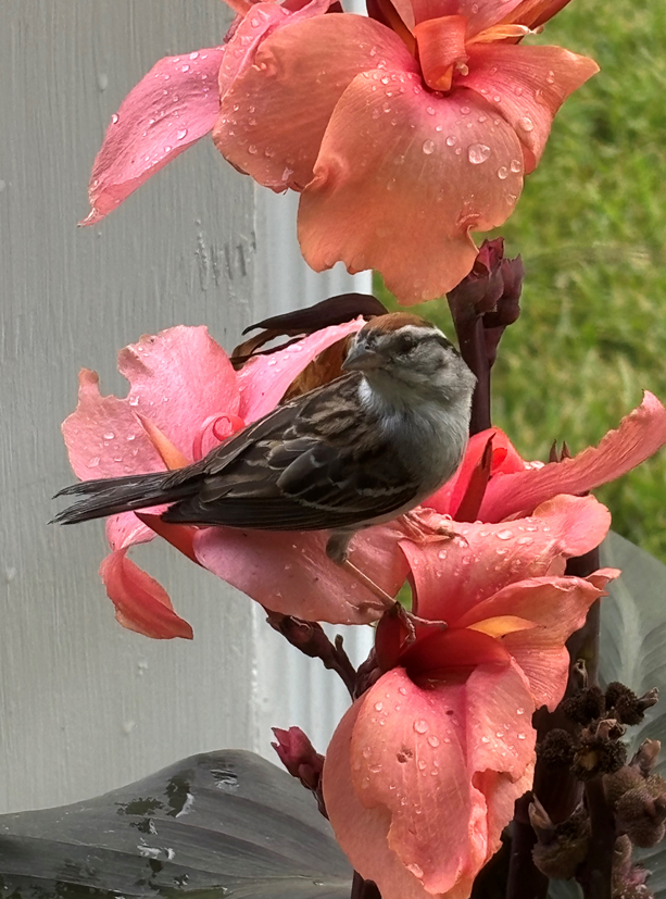 Chipping Sparrow - ML620786217