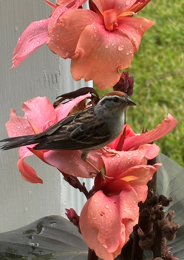 Chipping Sparrow - ML620786218