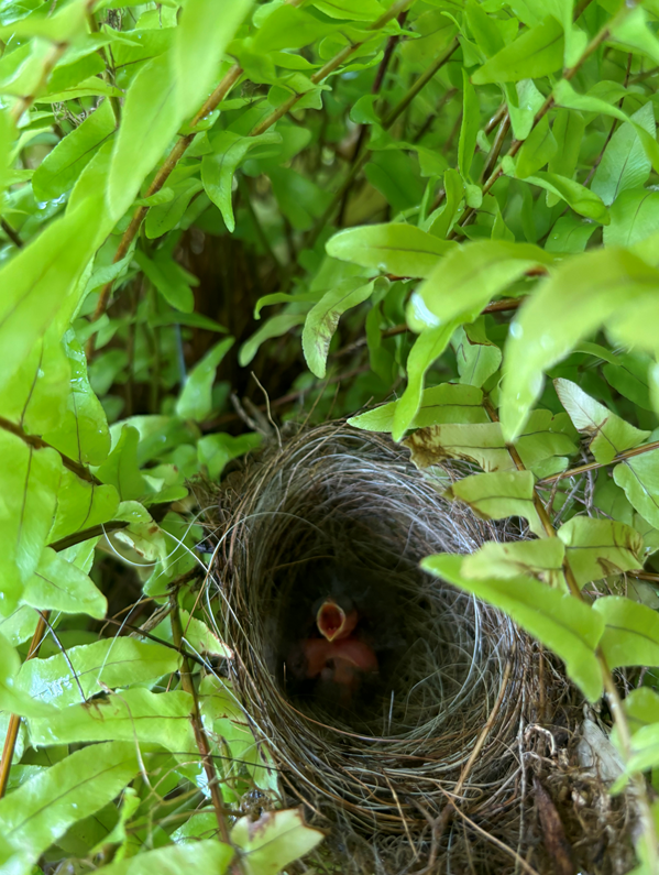 Chipping Sparrow - ML620786219