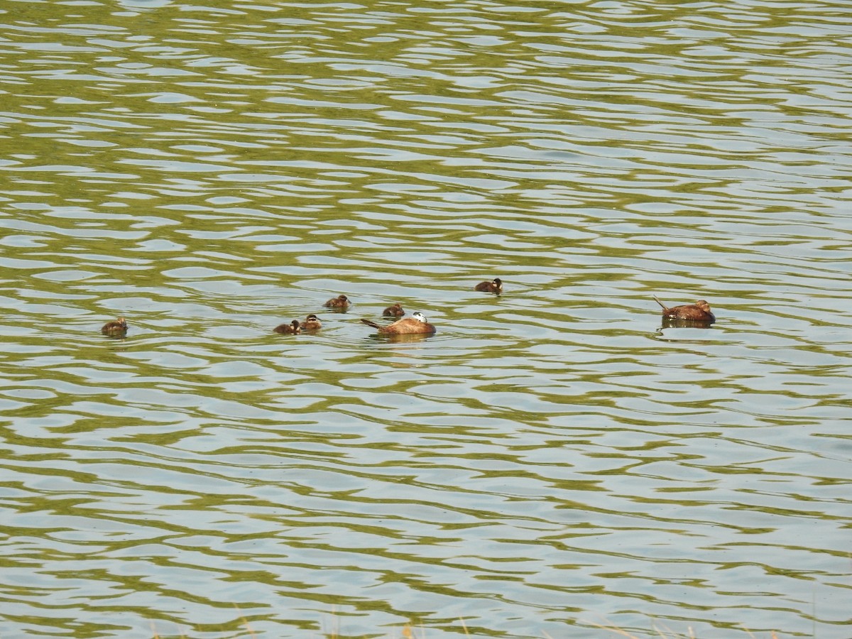 White-headed Duck - ML620786221