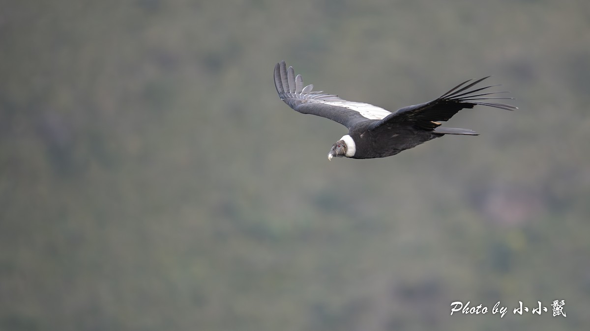 Andean Condor - ML620786222