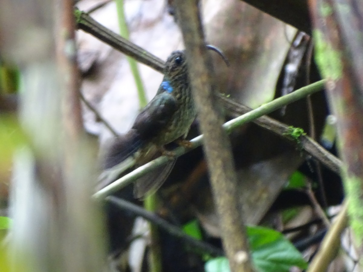 Buff-tailed Sicklebill - ML620786226