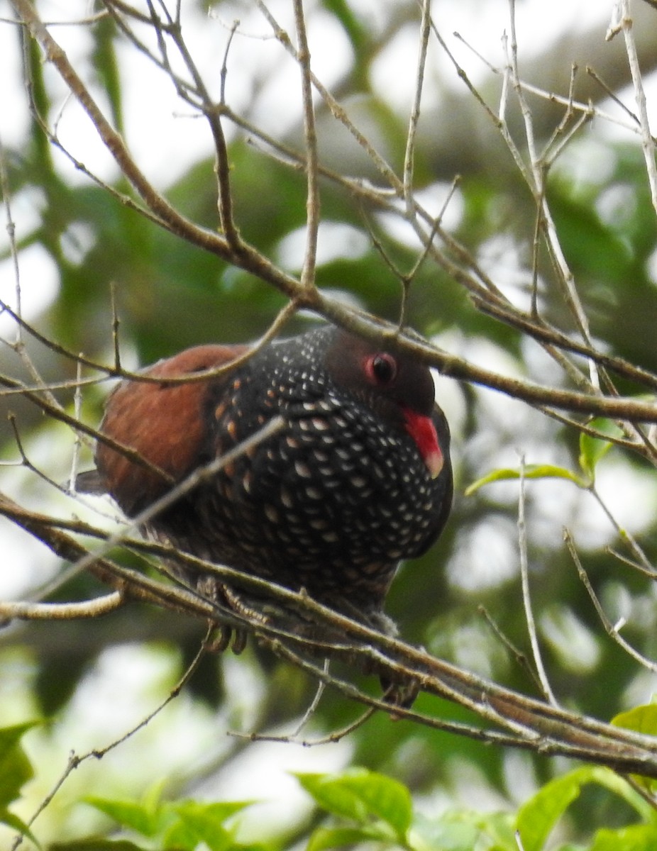 Scaled Pigeon - ML620786227