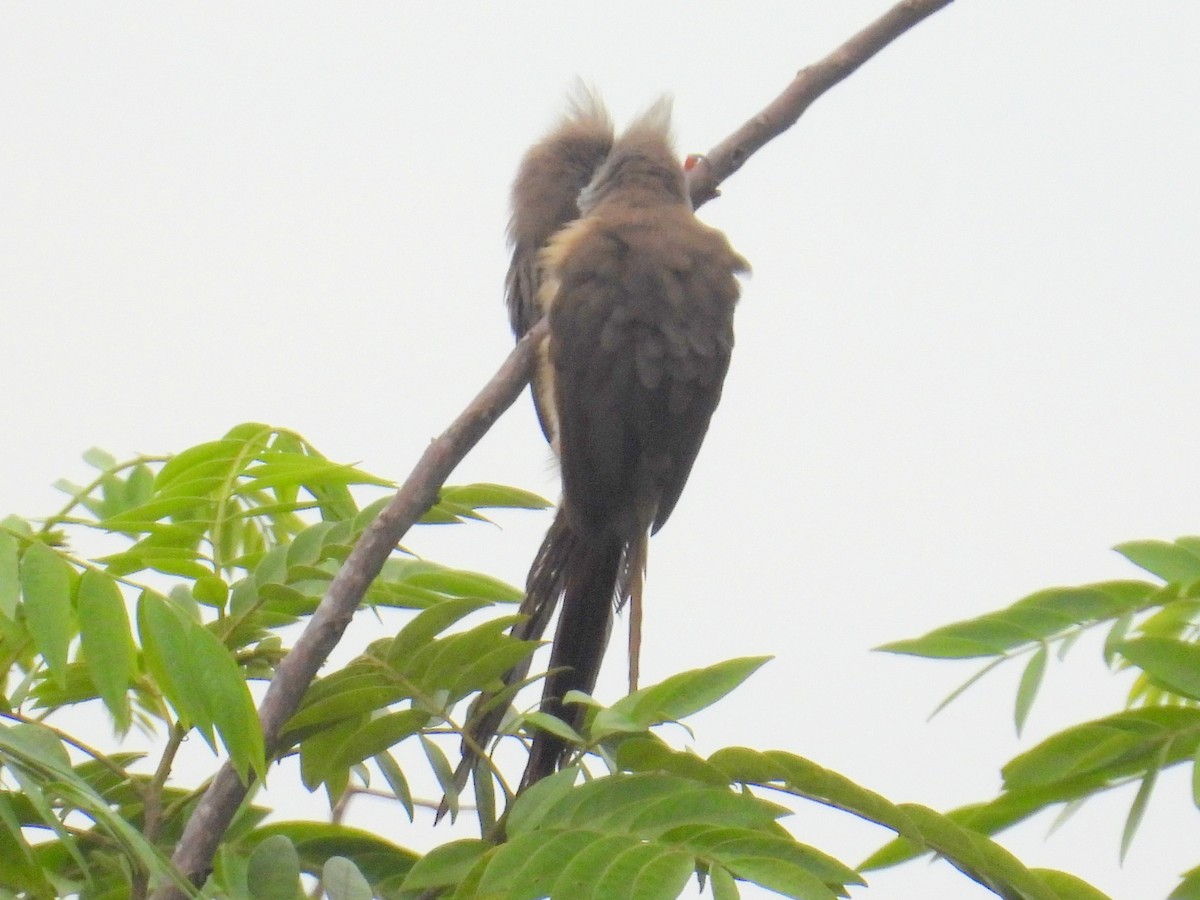 Speckled Mousebird - ML620786228