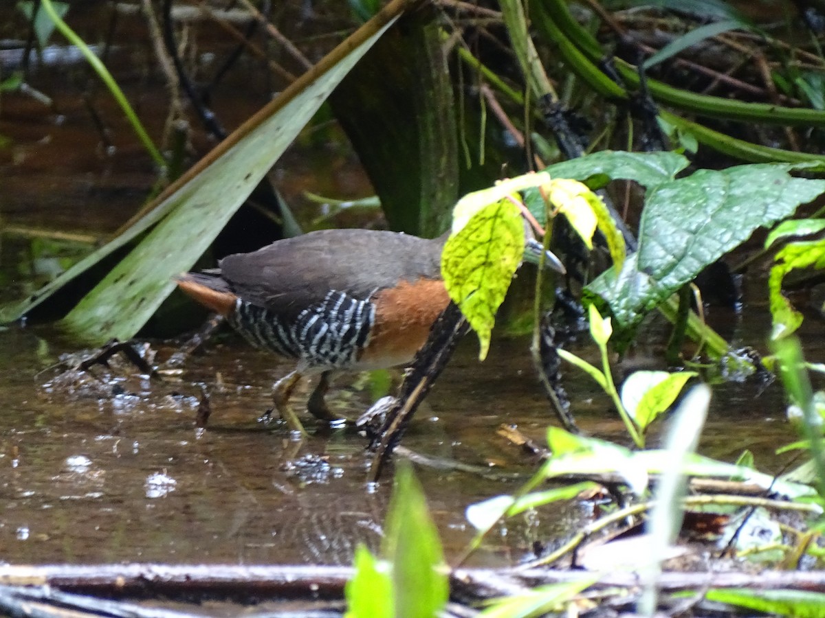 ノドジロコビトクイナ - ML620786231