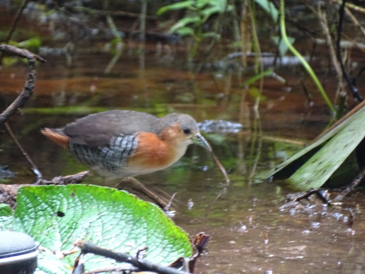 ノドジロコビトクイナ - ML620786243