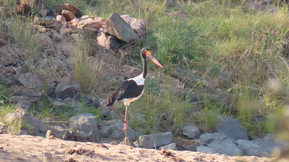 Saddle-billed Stork - ML620786244