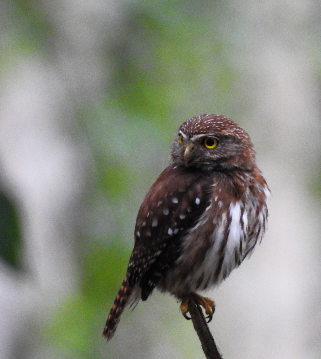 Ferruginous Pygmy-Owl - ML620786246