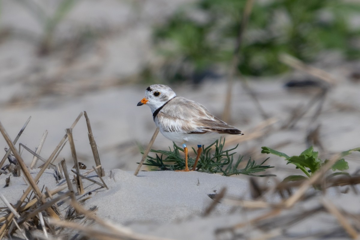 Piping Plover - Matthew ‎