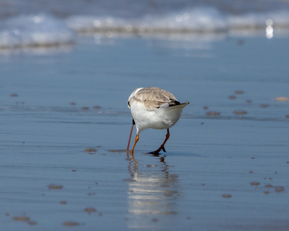 Piping Plover - ML620786248