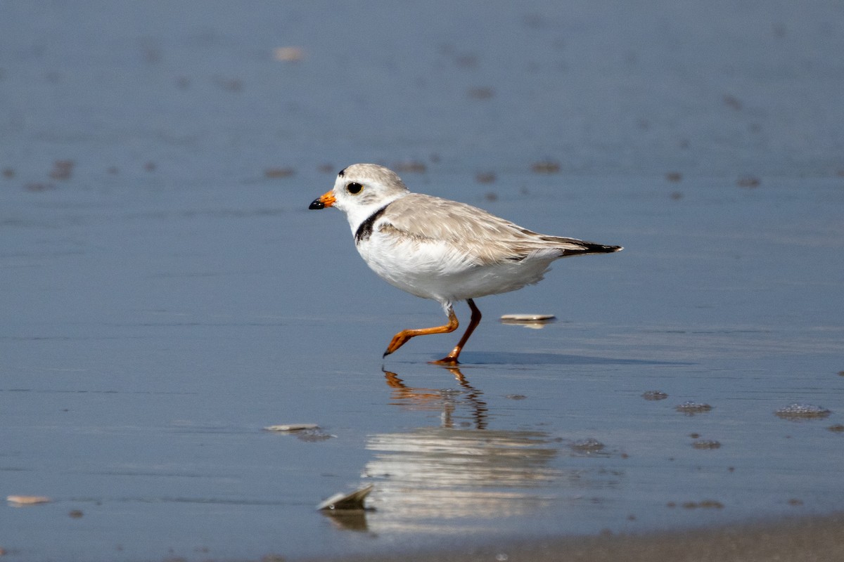 Piping Plover - ML620786249