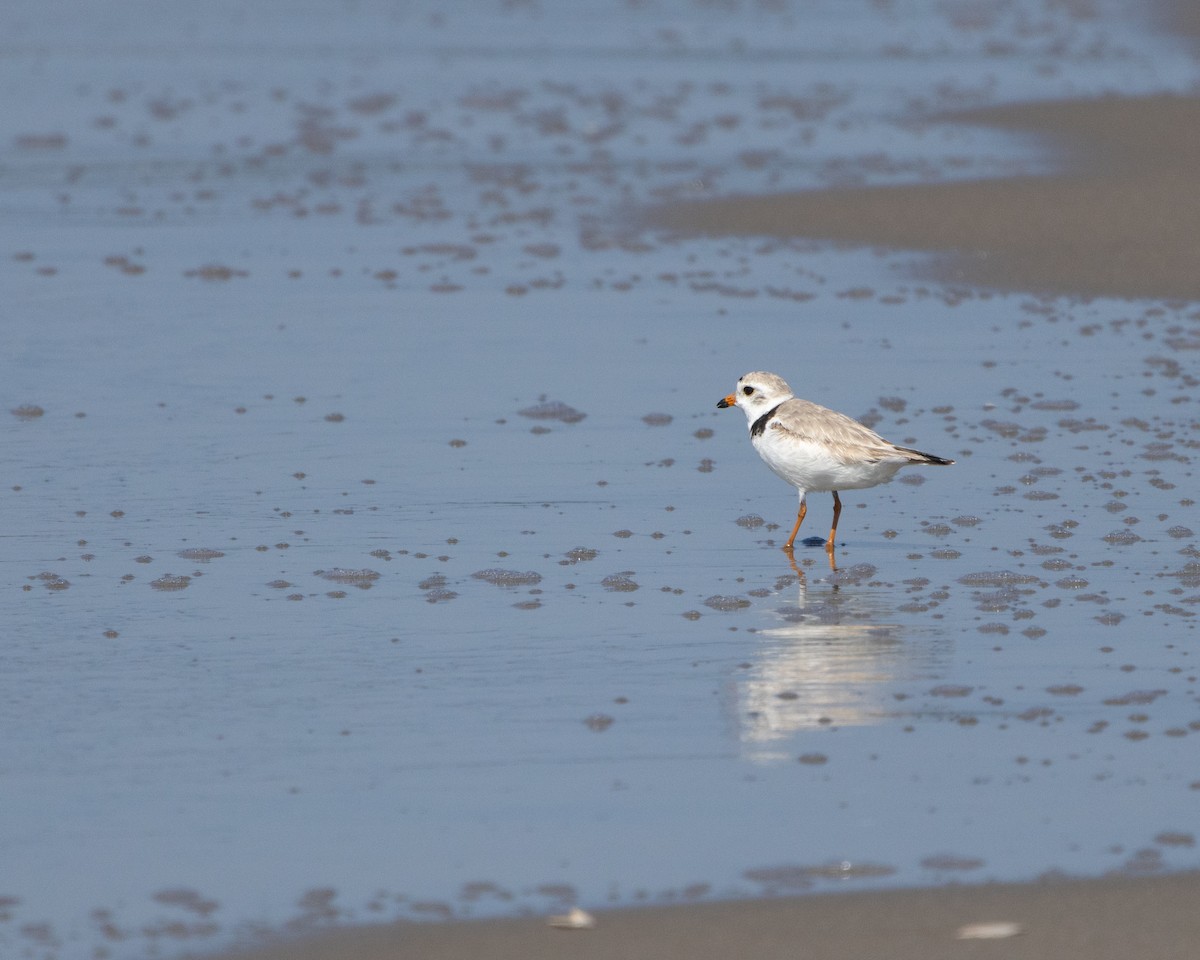 Piping Plover - ML620786250