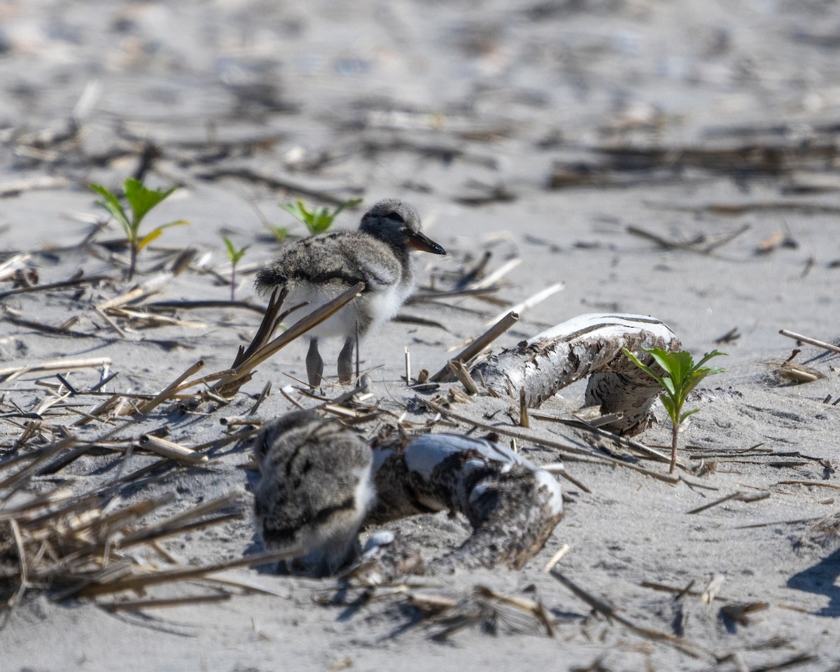 American Oystercatcher - ML620786252