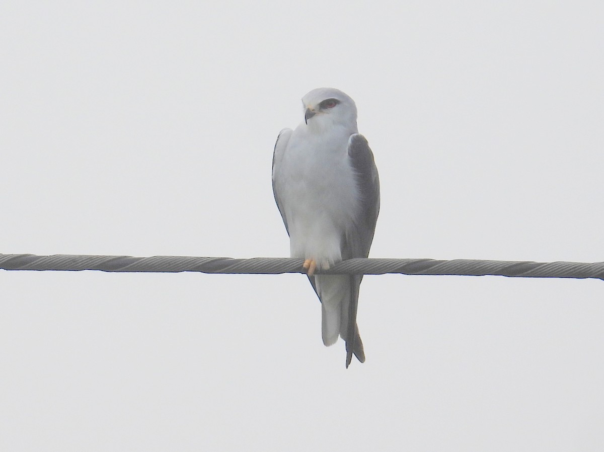 Black-winged Kite (African) - ML620786255