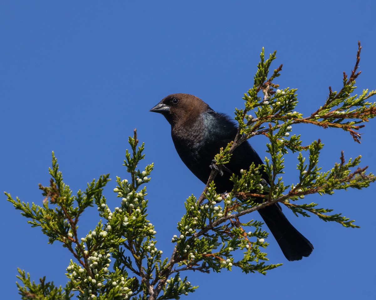 Brown-headed Cowbird - ML620786256