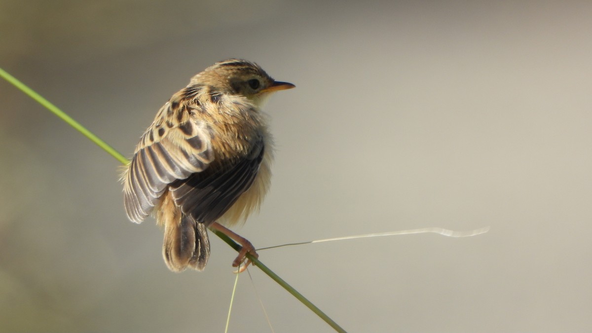 Zitting Cisticola - ML620786259