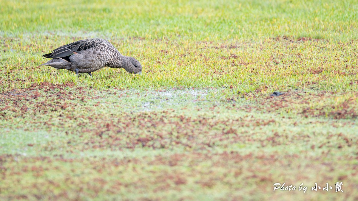 Andean Teal (Andean) - ML620786264