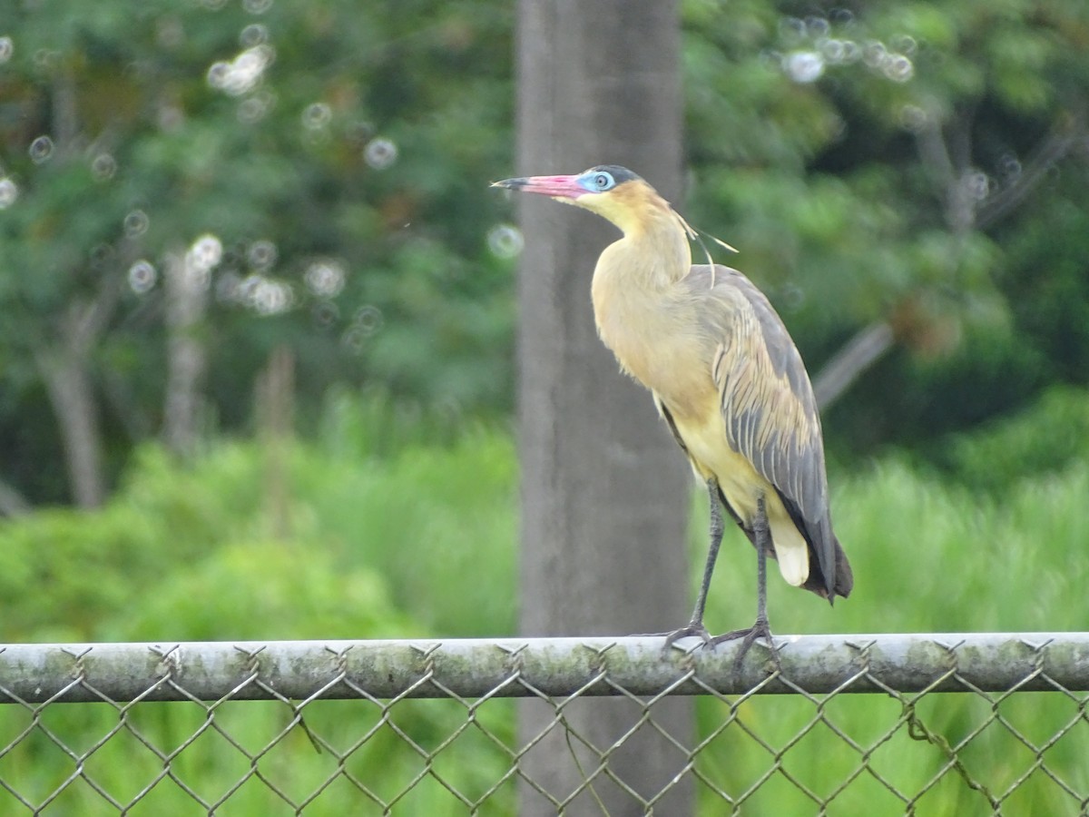 Whistling Heron - ML620786269