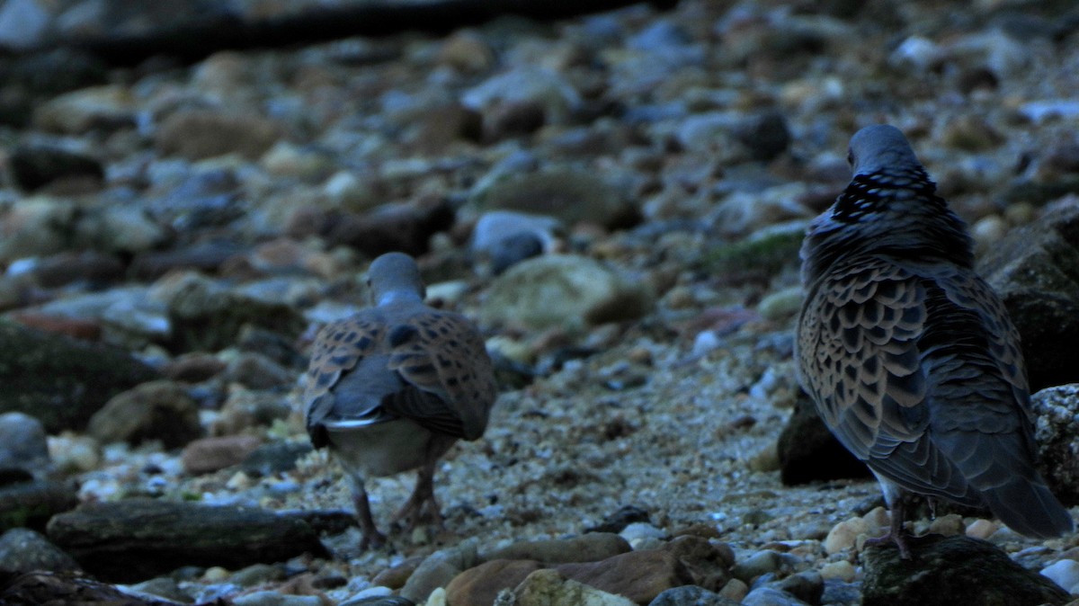 European Turtle-Dove - ML620786272