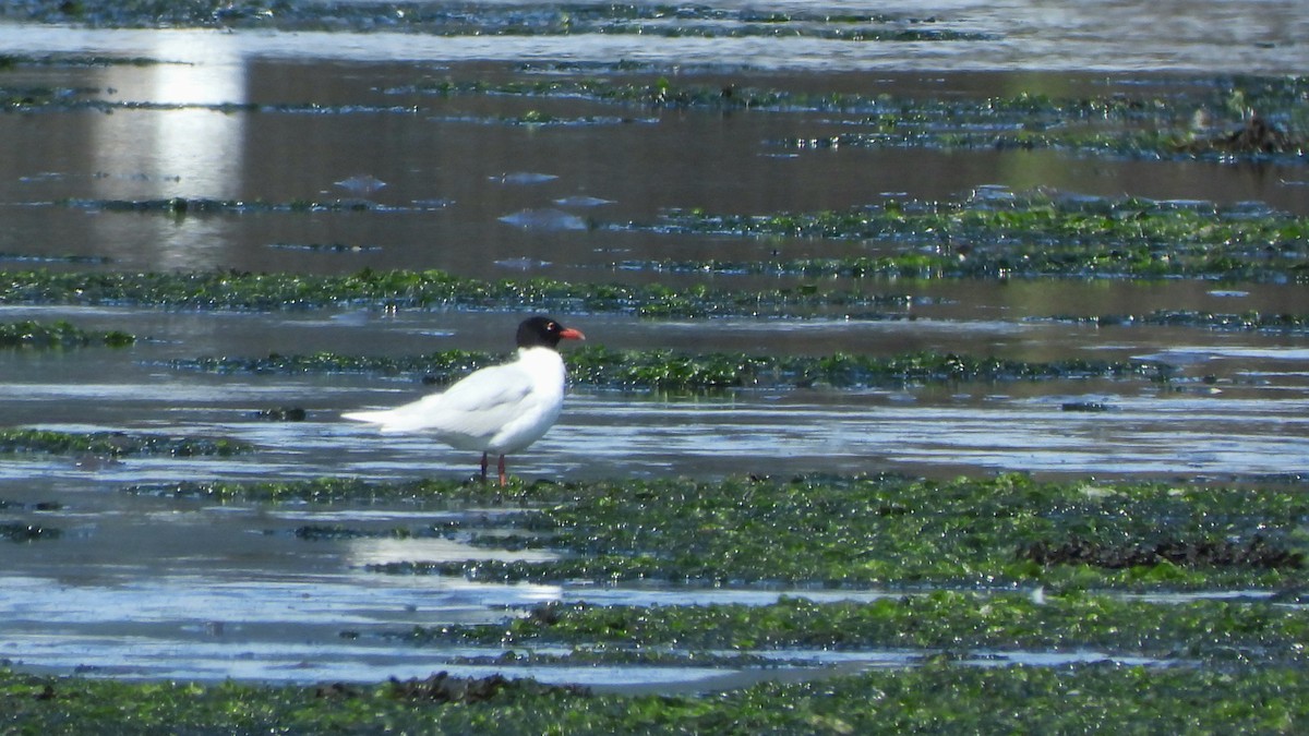 Mediterranean Gull - ML620786277