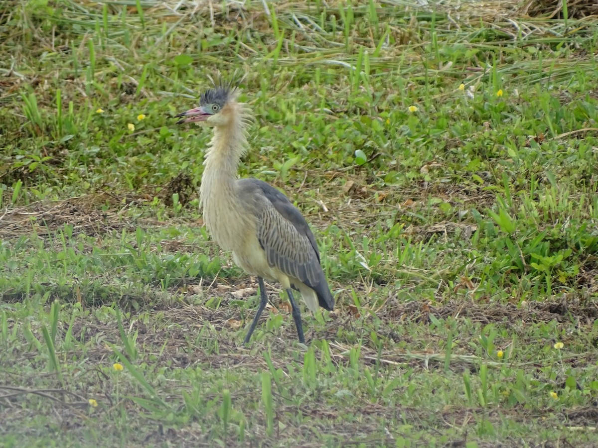 Whistling Heron - ML620786279