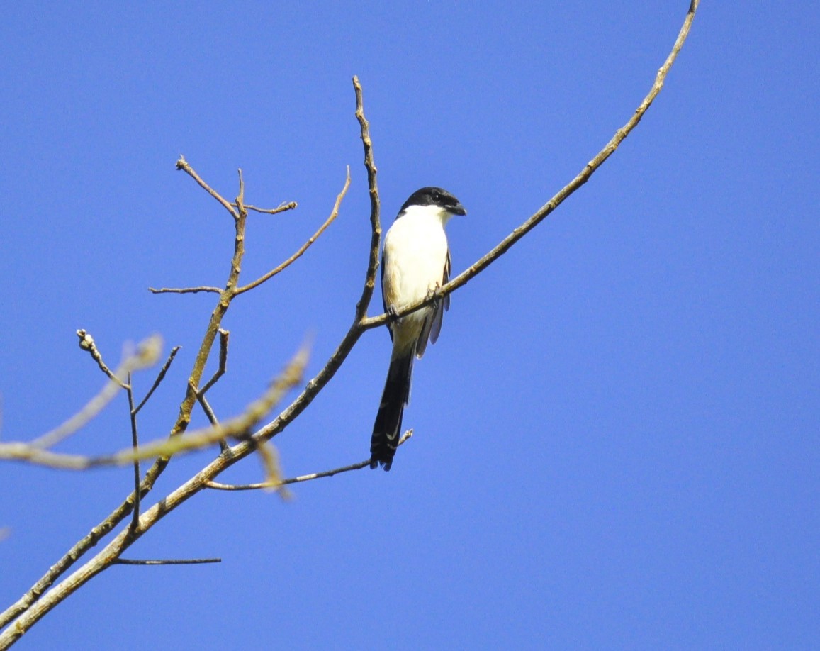 Long-tailed Shrike - ML620786284