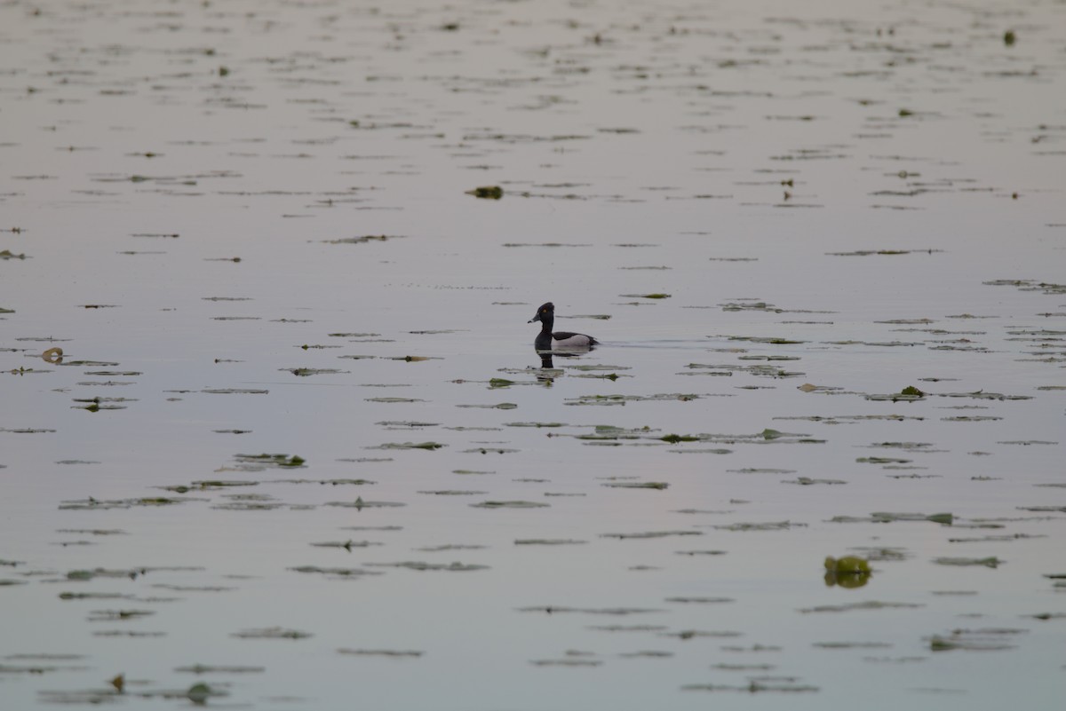 Ring-necked Duck - ML620786286