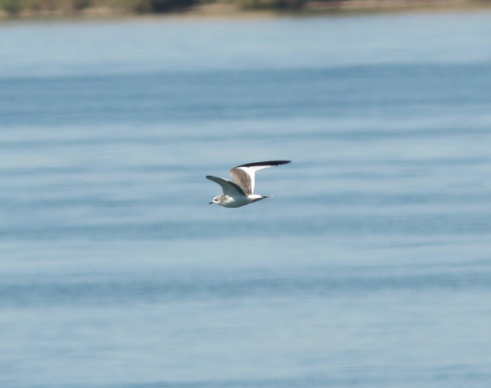 Sabine's Gull - ML620786288