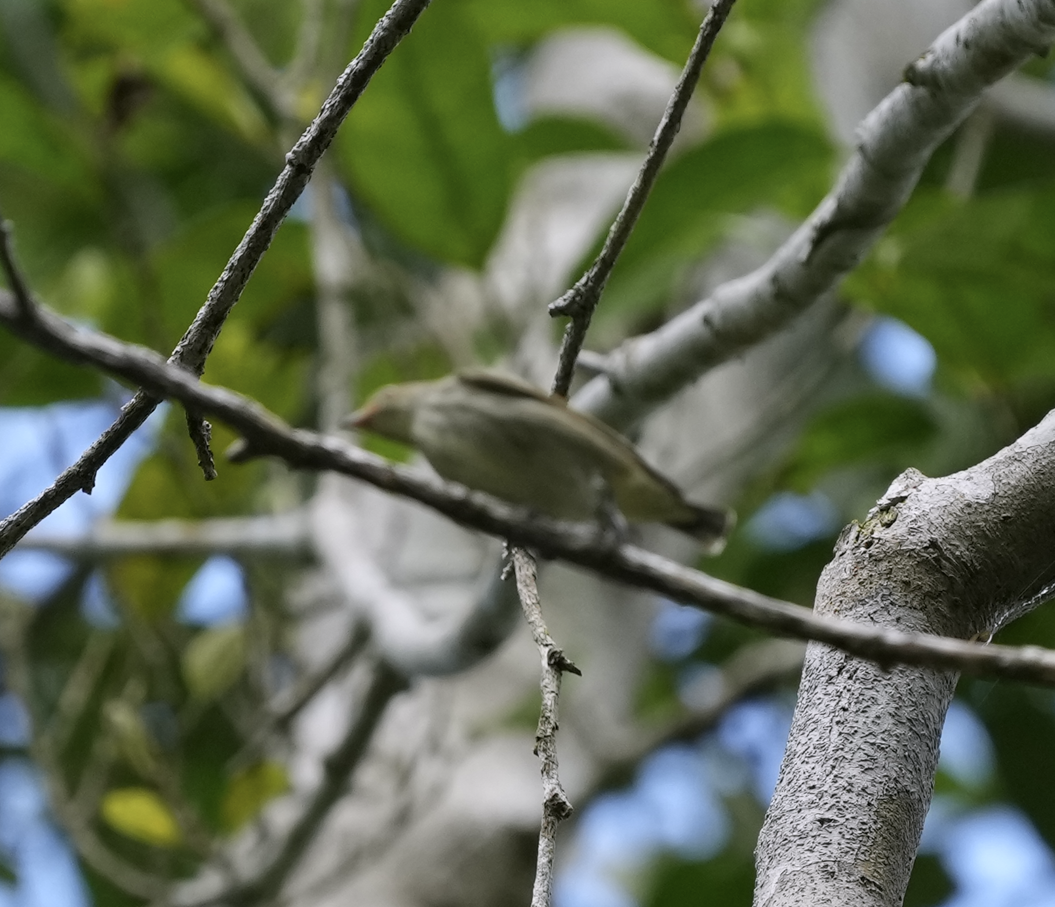 Thick-billed Flowerpecker - ML620786290