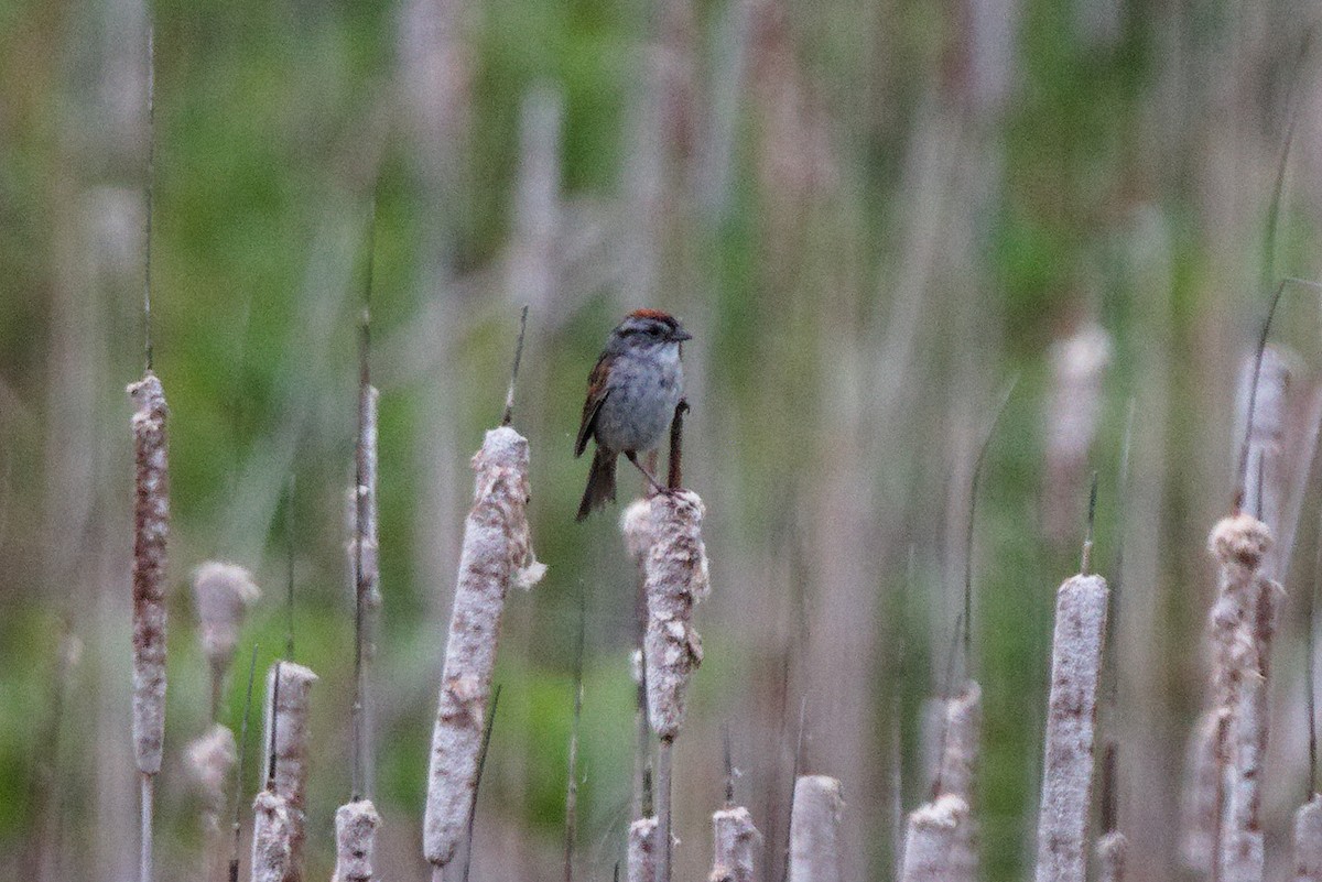 Swamp Sparrow - ML620786291