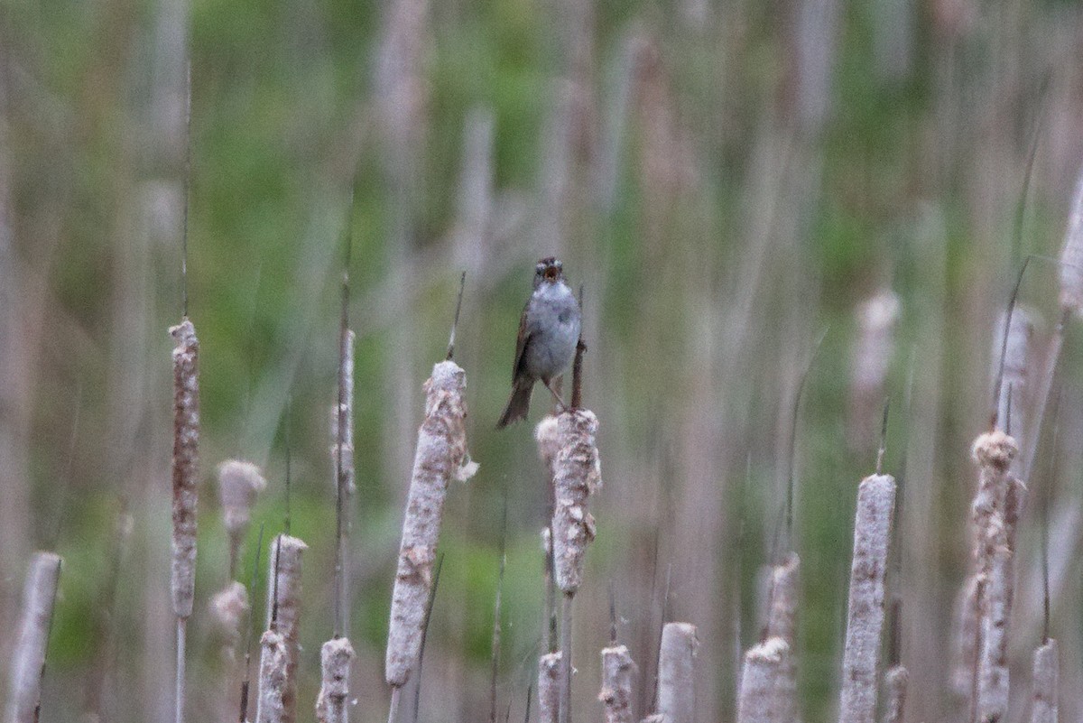 Swamp Sparrow - ML620786292