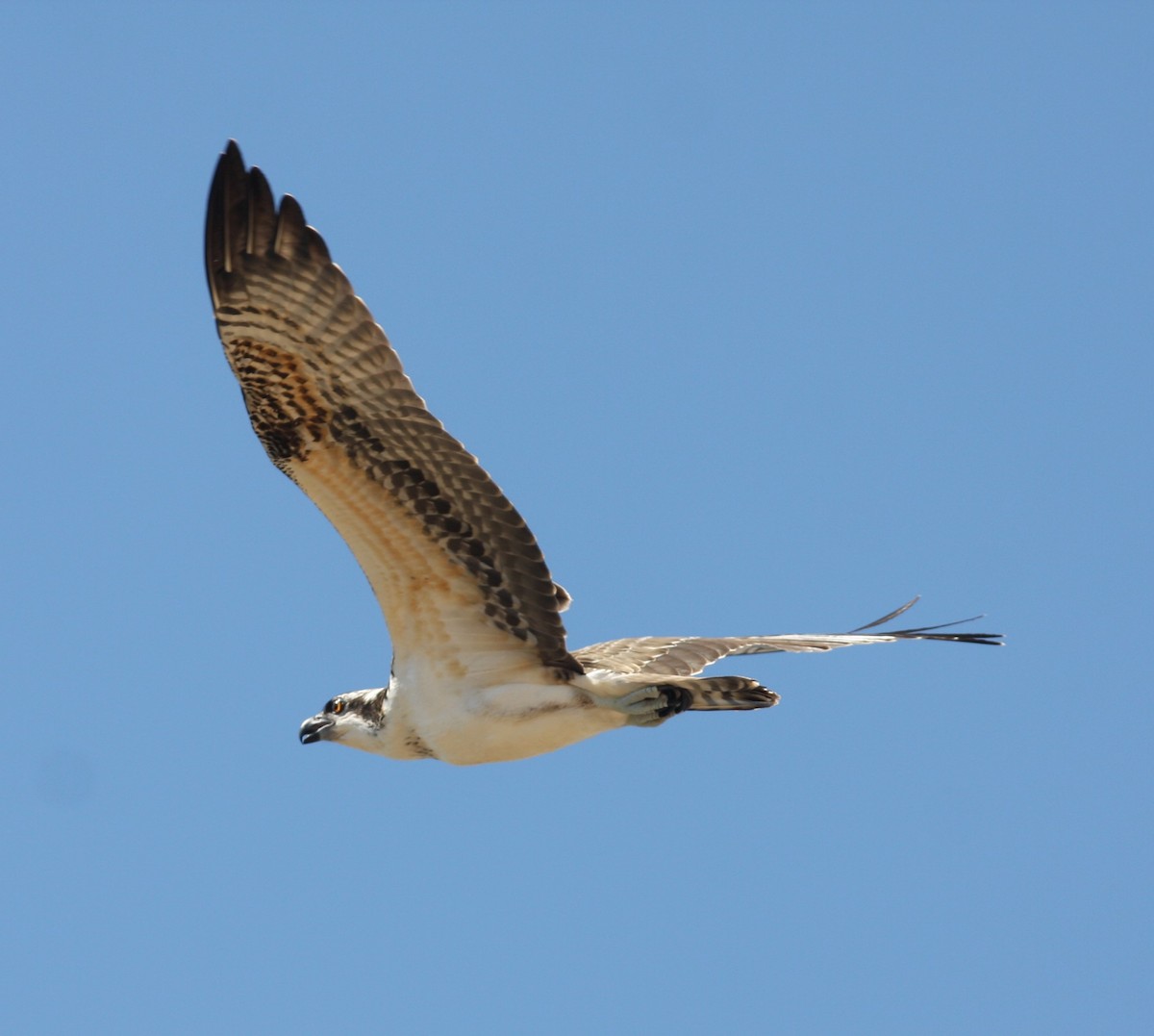 Osprey - ML620786294